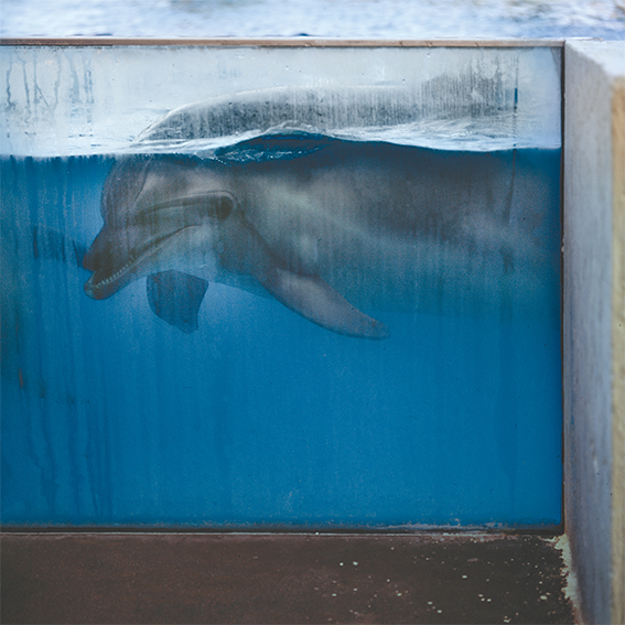 Γιάννης Καρπούζης φωτογραφία δελφίνι Entraped Dolphin