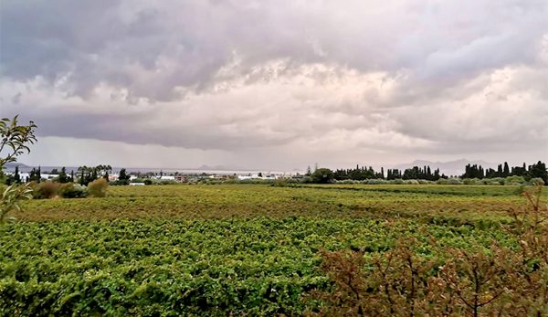 Κτήμα Ακράνι Αμπελώνες Τριανταφυλλοπούλου