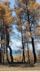 Βόρεια Εύβοια