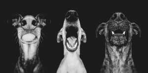 Dog's Voice