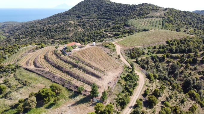 Θοδωρής Τσικρικώνης