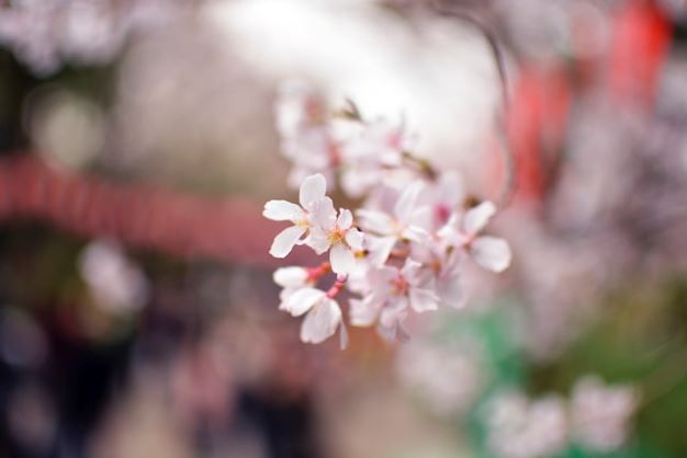Wabi Sabi