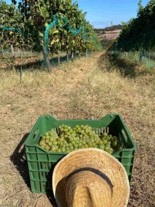 HarvestStories