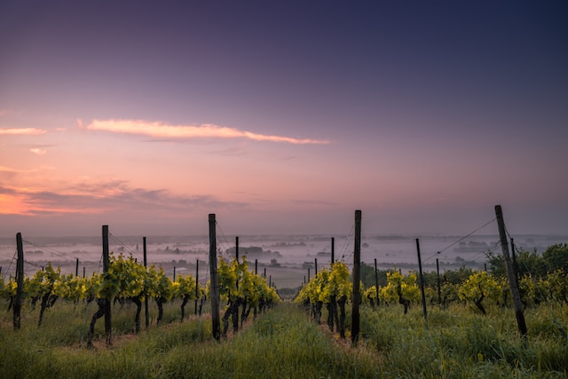 Flooded Vineyard