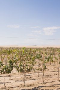 Flooded Vineyard